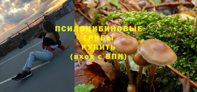 Галлюциногенные грибы Psilocybe  где продают наркотики  Северск 